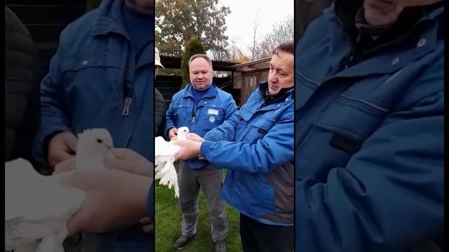 В гостях у знаменитых голубеводов! Двухчубые голуби. Tauben. Pigeons. Palomas. Pombos. 비둘기. کبوترها