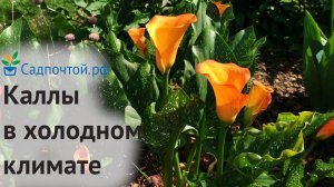 Каллы или зантедескии - выращивание в открытом грунте. Питомник Садпочтой.рф #садпочтой