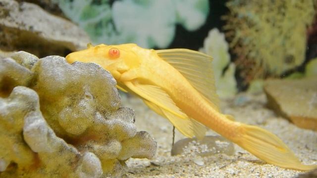 Most BEAUTIFUL FISHES In The World 🐠 🐠 смотреть онлайн