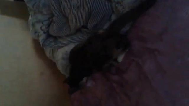 Кошка как собака бегает за игрушкой и приносит смотреть онлайн