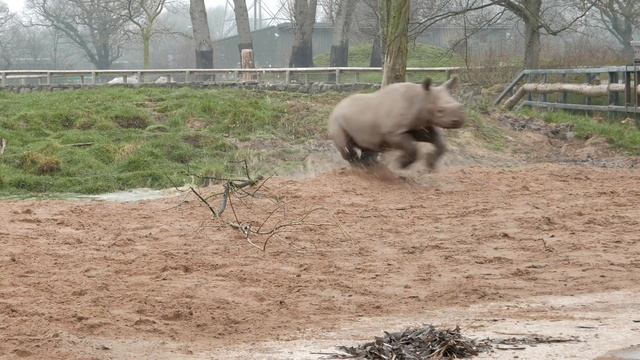 Critically endangered Eastern black rhino calf, Gabe, turns one at Chester Zoo. смотреть онлайн
