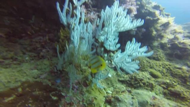 Koh Phi Phi Thailand Scuba Diving with Blue View Divers and Sharks смотреть онлайн