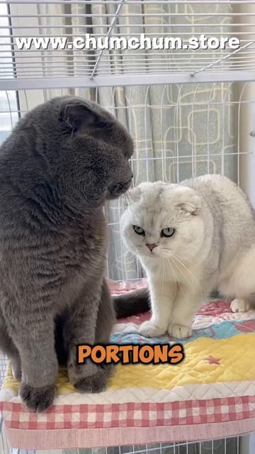 Top 3 Common Cat Health Issues & Fixes 🐱💊 смотреть онлайн