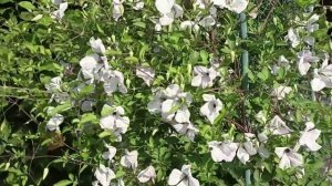 Клематис Альба Люксурианс. Описание сорта.