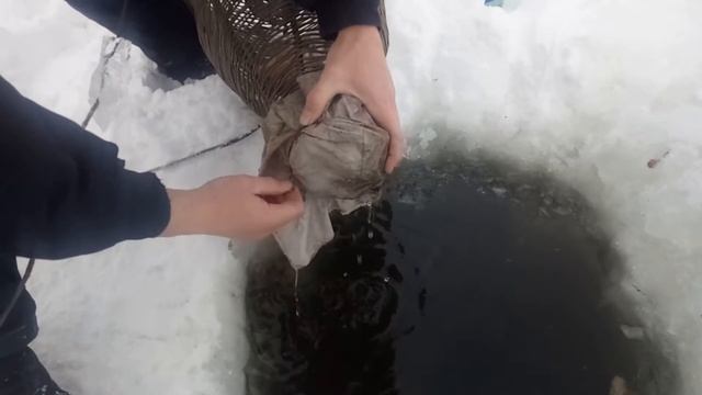 Ловим живцов на налима. смотреть онлайн