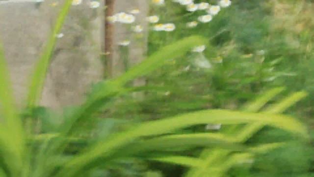 Я в весеннем саду...Любимые цветы-промежуточные результаты