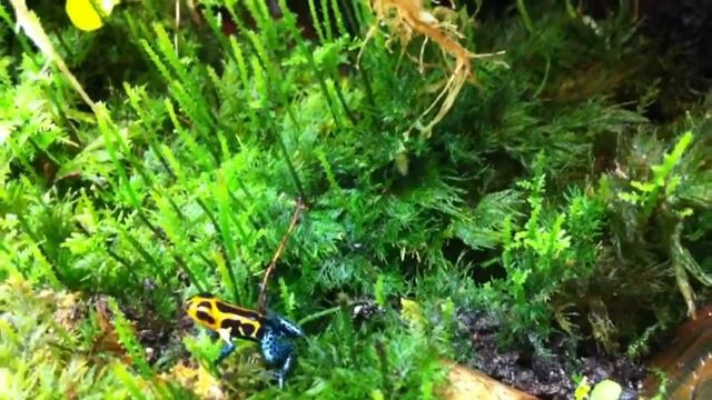 Ranitomeya imitator 'Varadero' смотреть онлайн