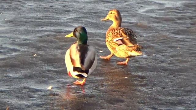 Весна в Тихвине-2018 смотреть онлайн