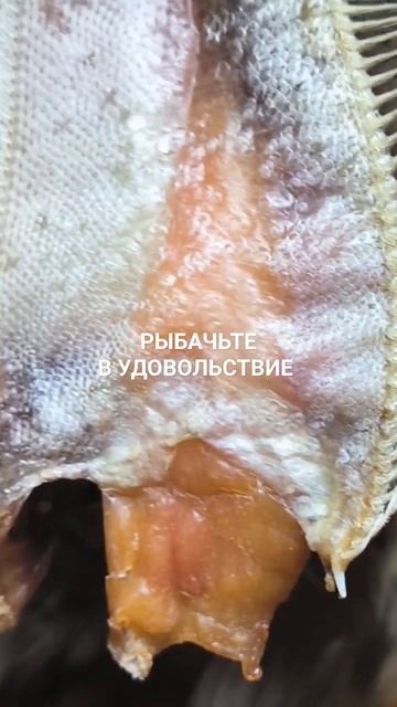 Вкусного вяленого ерша отправляю по регионам России.