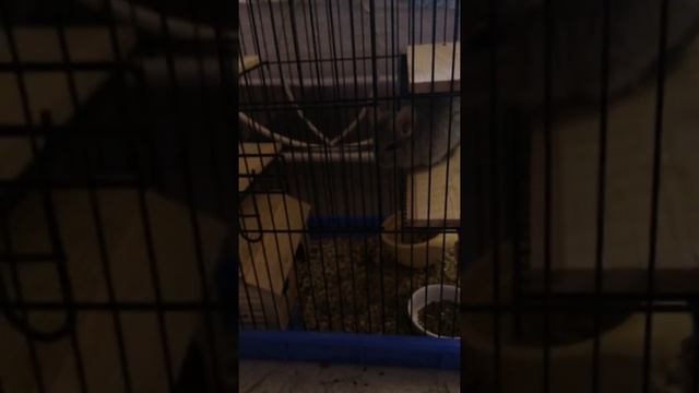 Мои шиншиллы смотреть онлайн