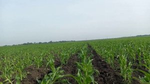 как посчитать густоту посевов