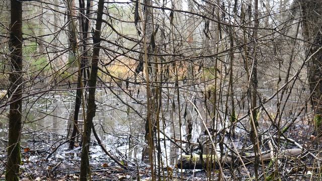 Atmospheric creaking of a tree near a swamp 4K смотреть онлайн