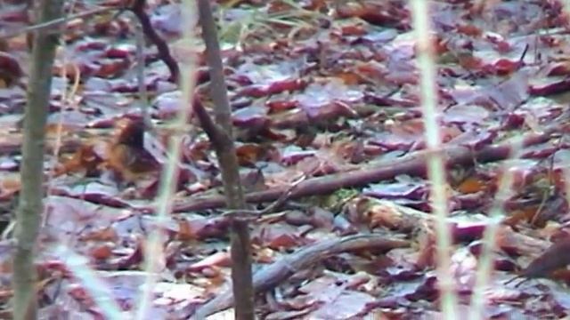 Turdus iliacus drozd cvrčala смотреть онлайн