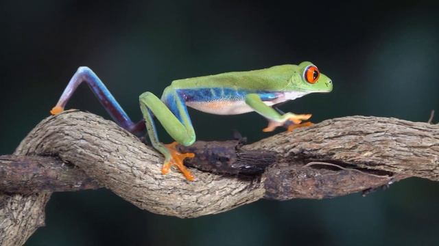 Active Isolated Stretching Course in Costa Rica смотреть онлайн