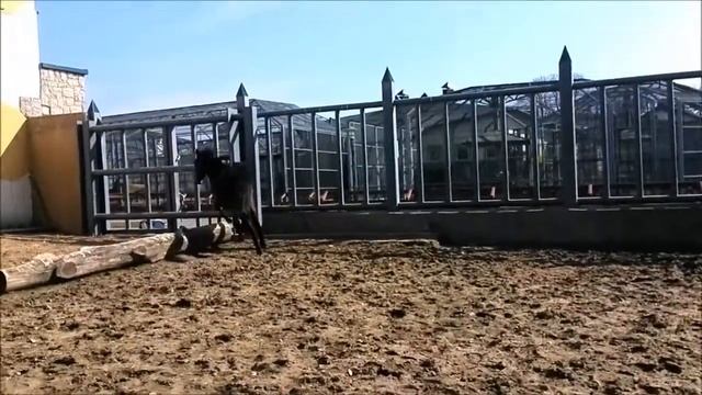 Пампидус бегает смотреть онлайн