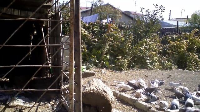 Бойные голуби КАЗАХСТАНА. Начало гона 03 .10 .2020. смотреть онлайн