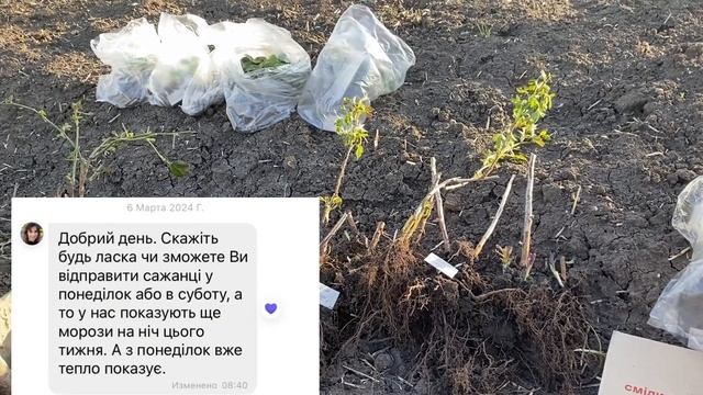 ОБМАН ⁉️Купить саженцы Клубника, Малина, Крыжовник, Ежевика смотреть онлайн
