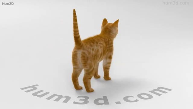 Ginger Cat 3D model by 3DModels.org смотреть онлайн