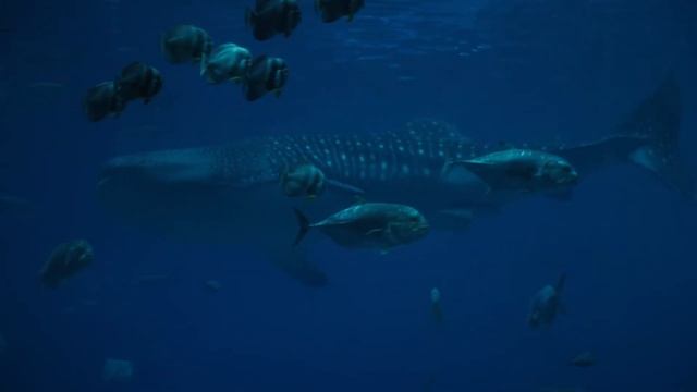 Китовая Акула.Whale shark смотреть онлайн