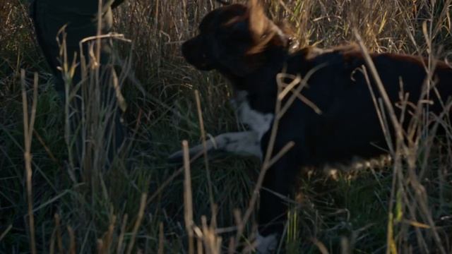 Dress Smart: Practical tips for dog handlers' hunting attire смотреть онлайн