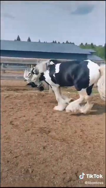 чёрна белый тинкер смотреть онлайн