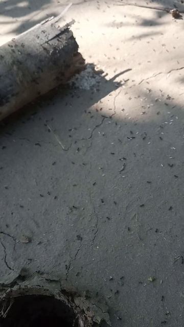 Ant🐜 with eggs🥚|| #shorts #ytshorts #viral #trending #veer смотреть онлайн