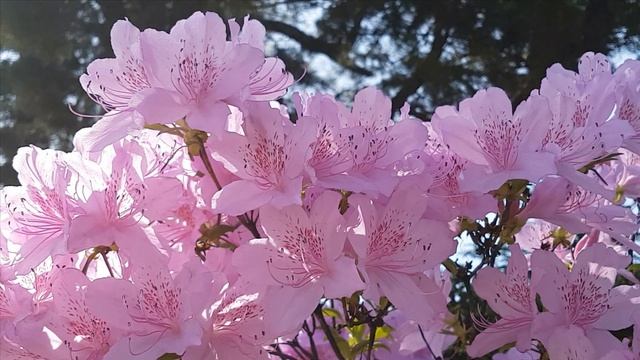 ПОДАРЮ ТЕБЕ Я РОЗЫ -сл Надежды Мелеховой музыка исполняет Алексей Герасимов смотреть онлайн