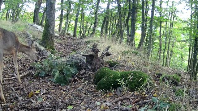 Reh und Mufflon Roe deer and European muflon. Trail camera UsoGood DL501 смотреть онлайн