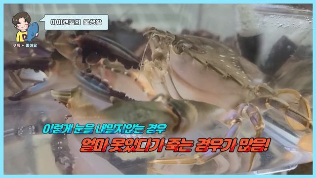 🦀거대한 간장게장을 데리고 왔습니다.!!/박하지 키우기 смотреть онлайн