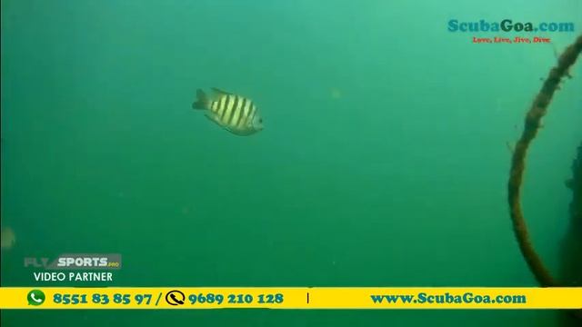 SG5588 SCUBA DIVING WITH GOA SCUBA смотреть онлайн
