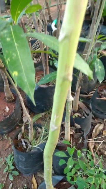 Beautiful Papaya Tree...🌳🌴🍀🌾🌱🌿🍃☘️🌲||...#shorts смотреть онлайн