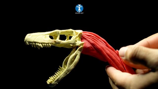 sculpting head of the velociraptor blue skull, muscle and skin / Clay sculpture смотреть онлайн