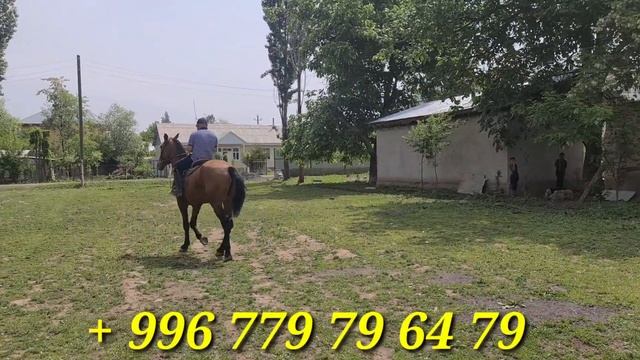 күчтүү өспүрүм издегендерге Болот акеде АТТЫН аты 5×5 гарантия жекеме-жекеде да турат 27.04.2022 смотреть онлайн