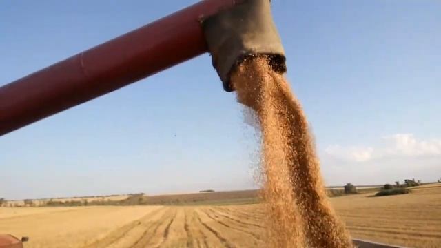 Уборка озимой пшеницы 2020, часть 2 смотреть онлайн