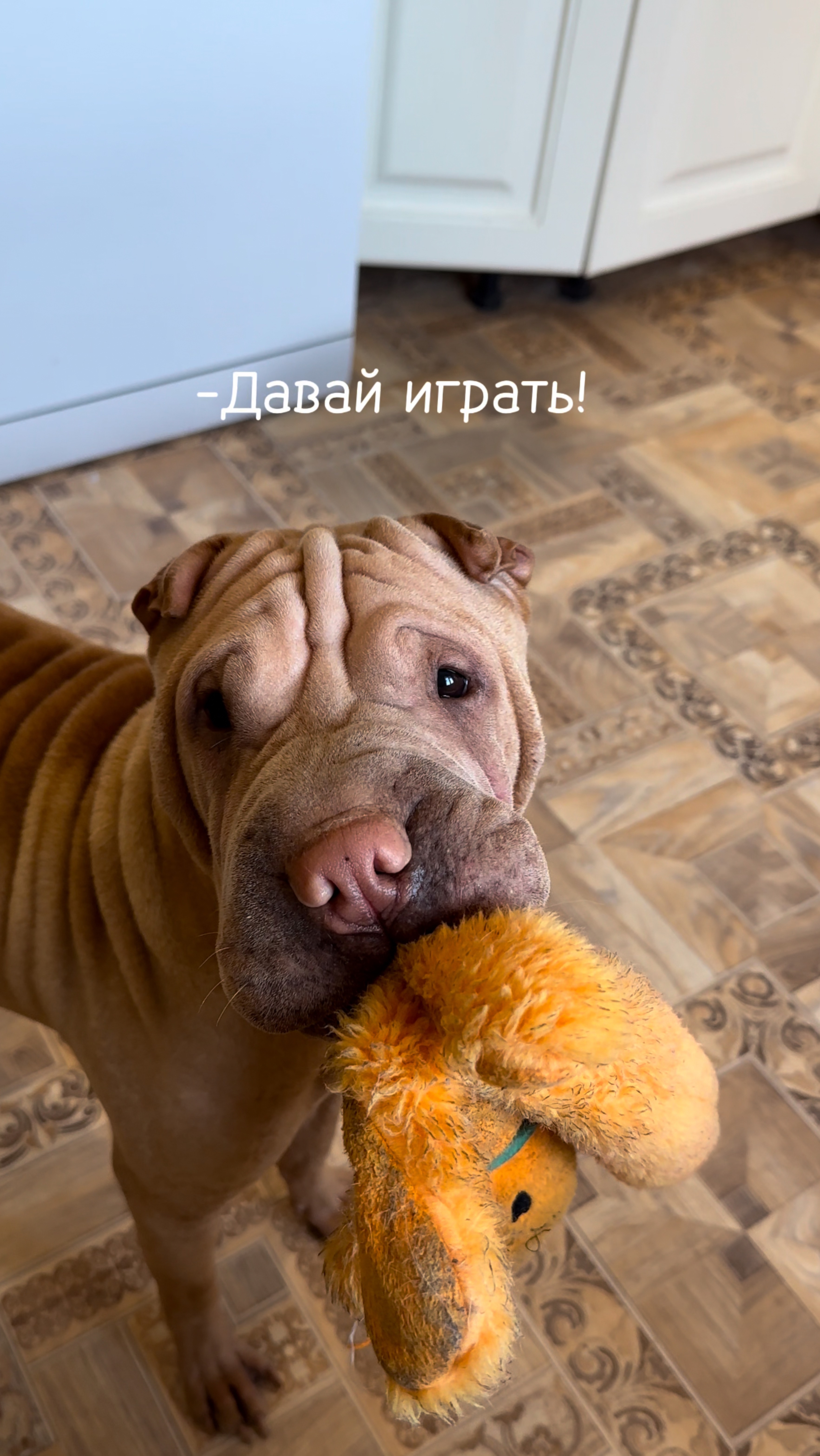 Шар-Пей в действии