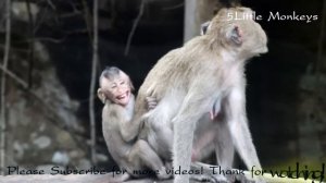 Baby monkey is upset because mommy doesn't let him to drink milk @hdmonkeys