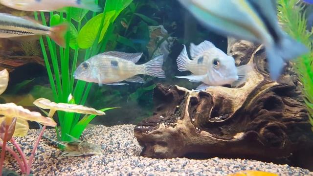Geophagus Parnaibae and Rainbowfish смотреть онлайн