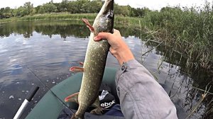 ХОТЕЛ ПОЙМАТЬ ЖЕРЕХА А ПОЙМАЛ... РЫБАЛКА НА СПИННИНГ