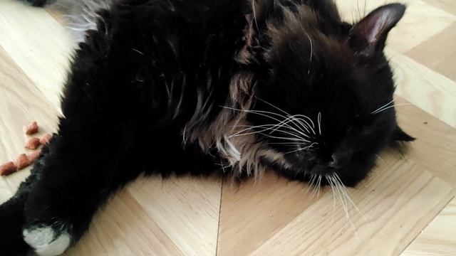 К Масе приехала кошечка. Но .. #курильскийбобтейл #kurilianbobtail #котвидео #вязка #кошечка #котик смотреть онлайн