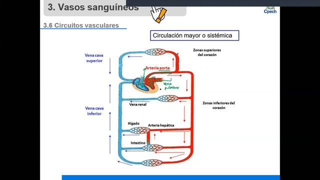 8 Básico - Biología - Unidad 1 - Clase 7 - 07 De Junio Del 2020