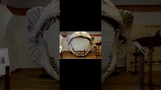 Мегалодон! Факты о этом гиганте! смотреть онлайн