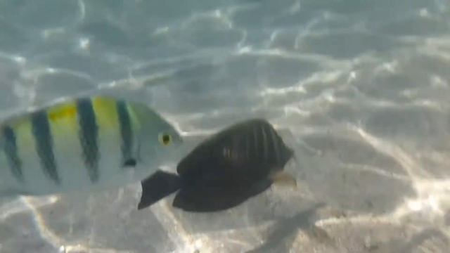 Šnorchlování EGYPT , Marsa Alam , Brayka Bay Reff , Korálový útes , Krásy Rudého moře смотреть онлайн