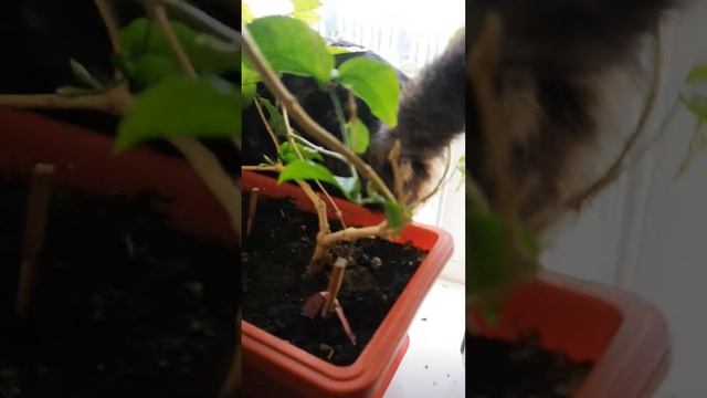 Моя кошка сидит на цветах😹😹😹😺😸😺😸 смотреть онлайн