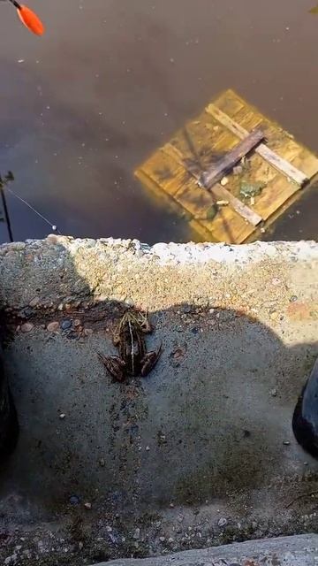 Рыбалка на озере поймал жабу!#shorts