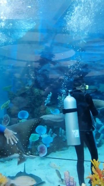 Underwater Dancing #cebuoceanpark #shorts смотреть онлайн