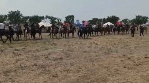Астраханские ногайцы на всероссийском конном переходе