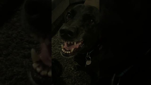 Guilty dog ate momma's cream смотреть онлайн