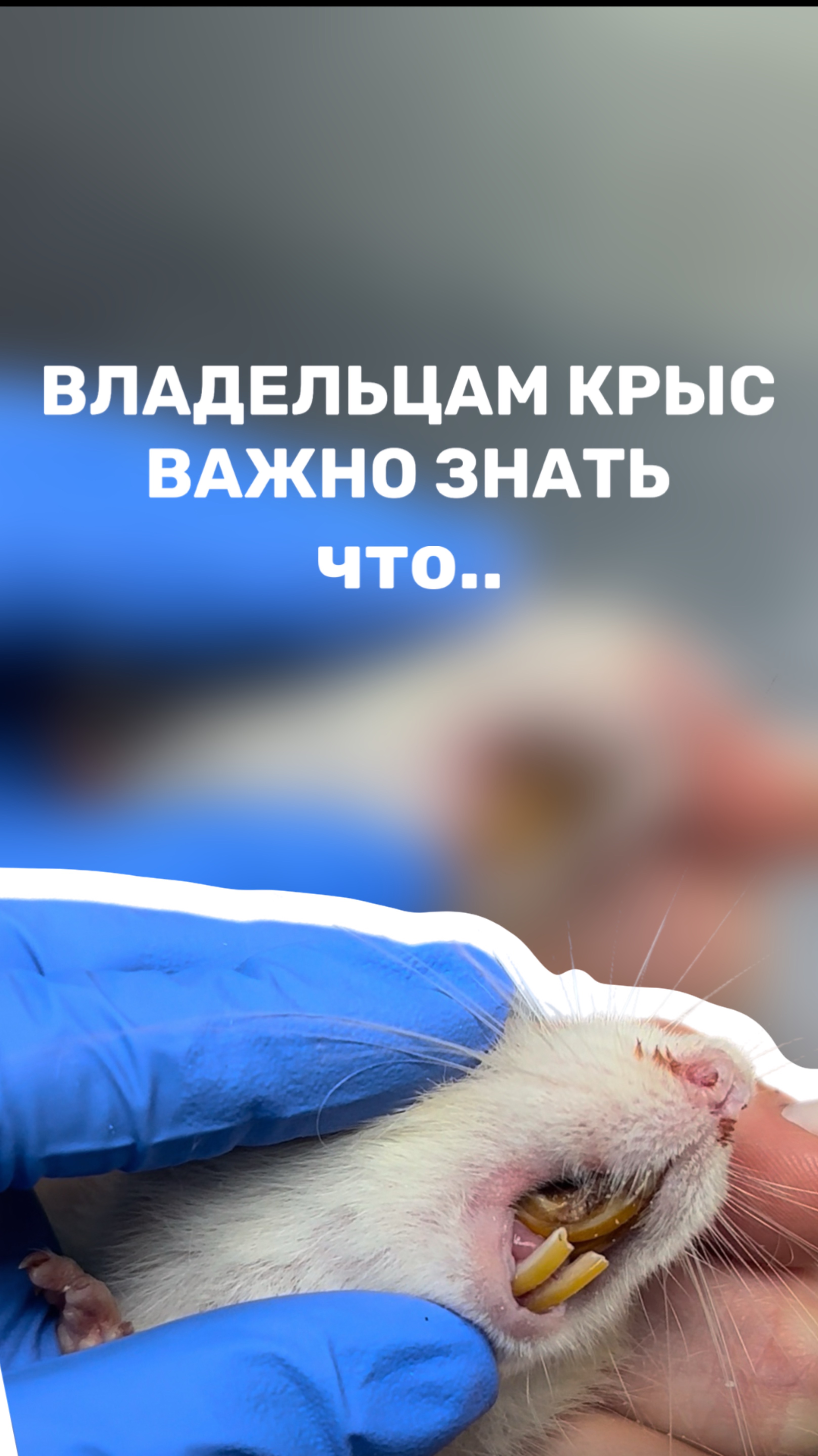 Если Ваш питомец КРЫСА✅, ОБЯЗАТЕЛЬНО обращайте на это внимание