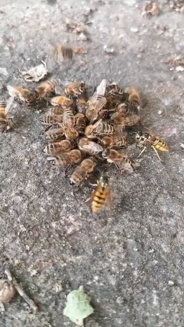 У бджолиній тусі оси зайві. смотреть онлайн