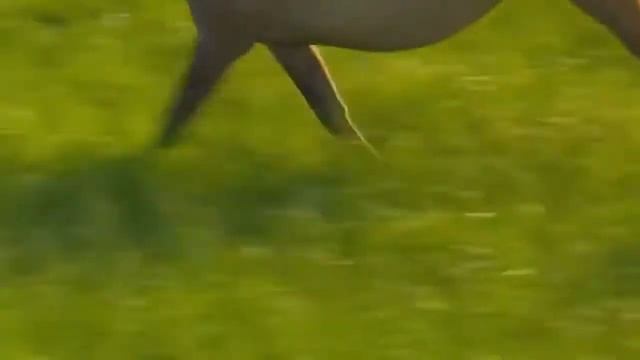 Красивое видео про лошадей. смотреть онлайн